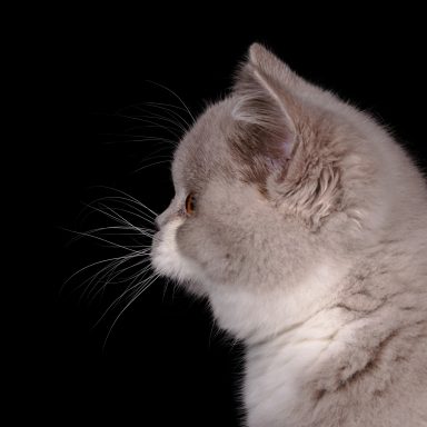 From Dream of Colour Daisy