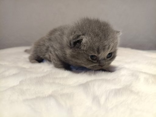 Geronimo BKH, Cattery, Zucht, NRW, Kreis Kleve, Goch, From Dream of Colour