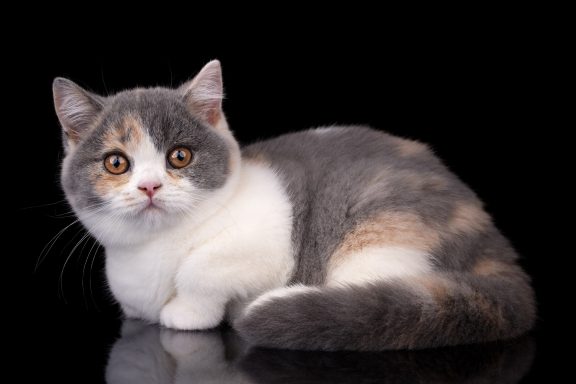 From Dream of Colour Darling