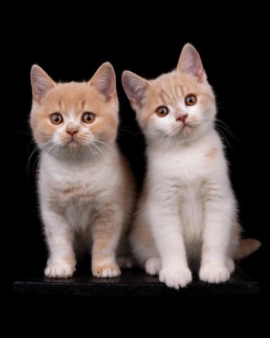 From Dream of Colour Elias + Earl