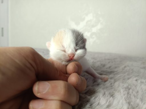 Gini BKH, Cattery, Zucht, NRW, Kreis Kleve, Goch, From Dream of Colour