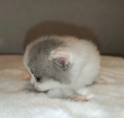 Gini BKH, Cattery, Zucht, NRW, Kreis Kleve, Goch, From Dream of Colour