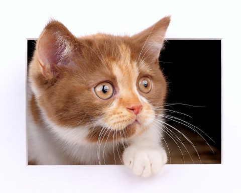 Fibi F-Wurf, Cattery, From Dream of Colour, Kitten, BKH, BdK, BLH, Zucht, Züchter, mit Herz, Kreis Kleve, NRW, Cinnamon, Tortie, White