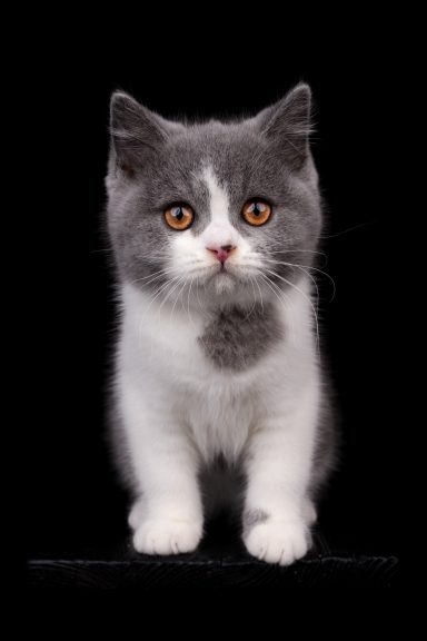 From Dream of Colour Esme