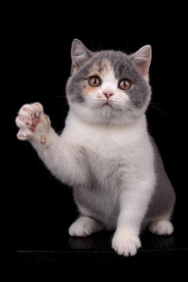 From Dream of Colour Darling