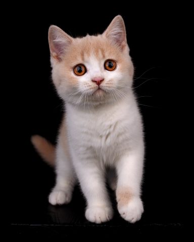 From Dream of Colour Einstein