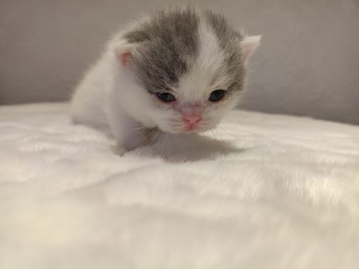 Gato BKH, Cattery, Zucht, NRW, Kreis Kleve, Goch, From Dream of Colour