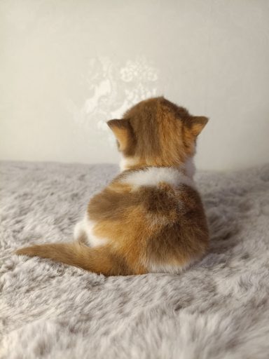 Fibi