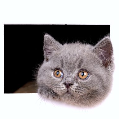 Geronimo G-Wurf, Cattery, From Dream of Colour, Kitten, BKH, BdK, BLH, Zucht, Züchter, mit Herz, Kreis Kleve, NRW, Blue