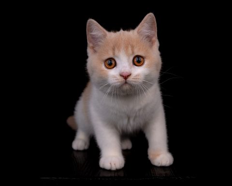 From Dream of Colour Einstein