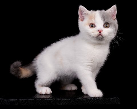 Gini G-Wurf, Cattery, From Dream of Colour, Kitten, BKH, BdK, BLH, Zucht, Züchter, mit Herz, Kreis Kleve, NRW, Blue Tortie White