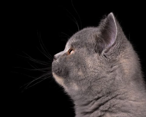 From Dream Of Colour Elsa