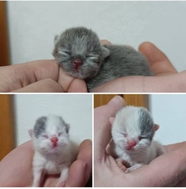 Geronimo, Gato, Gini BKH, Cattery, Zucht, NRW, Kreis Kleve, Goch, From Dream of Colour, Gini, Gato, Geronimo