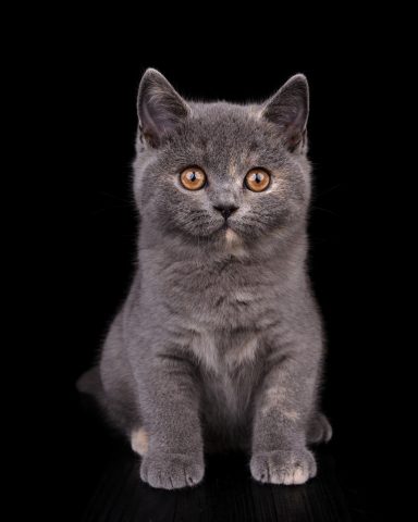 From Dream of Colour Elsa