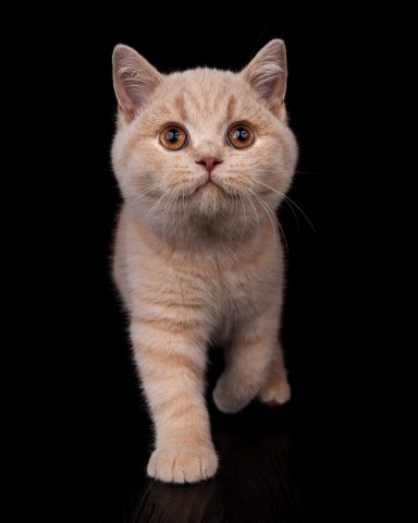 From Dream of Colour Dylan