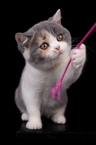 From Dream of Colour Darling