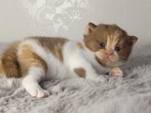 Fibi