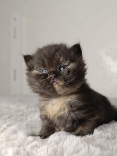 Fleur F-Wurf, Cattery, From Dream of Colour, Kitten, BKH, BdK, BLH, Zucht, Züchter, mit Herz, Kreis Kleve, NRW, Black, Tortie