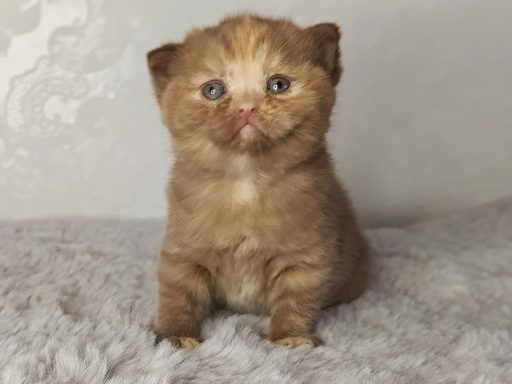 Flame Foxy