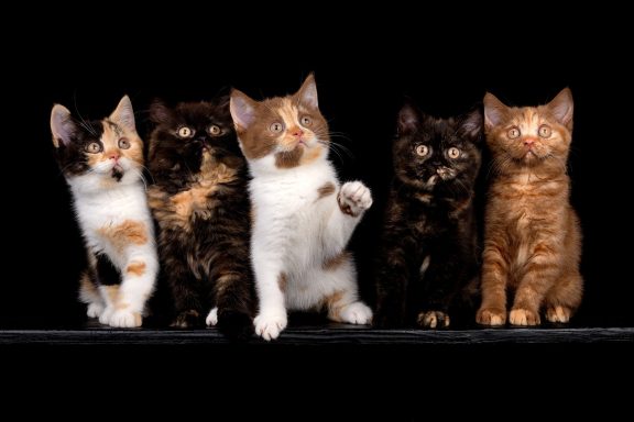 F-Wurf F-Wurf, Cattery, From Dream of Colour, Kitten, BKH, BdK, BLH, Zucht, Züchter, mit Herz, Kreis Kleve, NRW