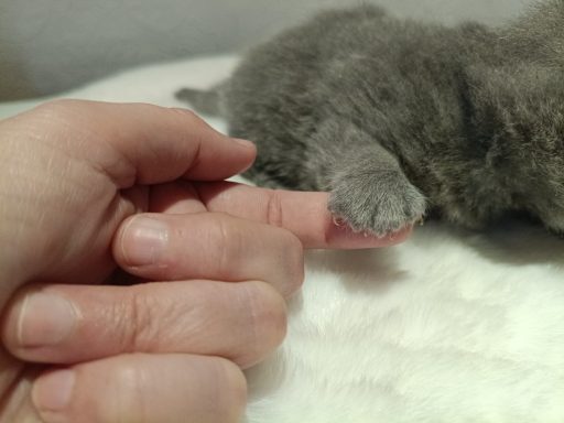 Geronimo BKH, Cattery, Zucht, NRW, Kreis Kleve, Goch, From Dream of Colour