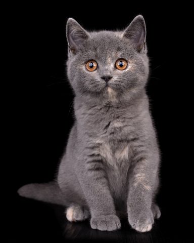 From Dream of Colour Elsa