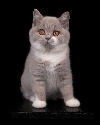 From Dream of Colour Daisy