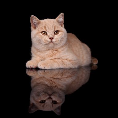 From Dream of Colour Dylan