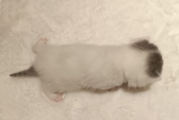 Gato BKH, Cattery, Zucht, NRW, Kreis Kleve, Goch, From Dream of Colour