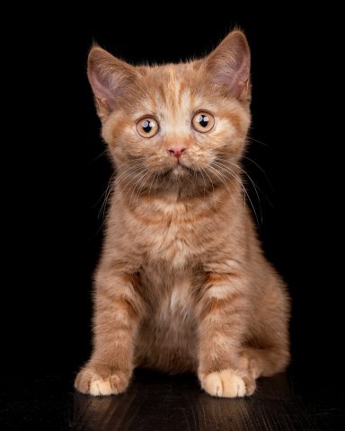 Flame Foxy F-Wurf, Cattery, From Dream of Colour, Kitten, BKH, BdK, BLH, Zucht, Züchter, mit Herz, Kreis Kleve, NRW, Cinnamon, Tortie