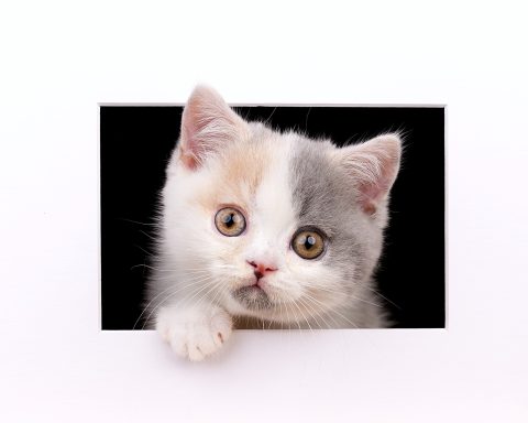 Gini G-Wurf, Cattery, From Dream of Colour, Kitten, BKH, BdK, BLH, Zucht, Züchter, mit Herz, Kreis Kleve, NRW, Blue Tortie White