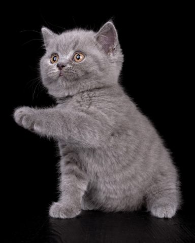 Geronimo G-Wurf, Cattery, From Dream of Colour, Kitten, BKH, BdK, BLH, Zucht, Züchter, mit Herz, Kreis Kleve, NRW, Blue