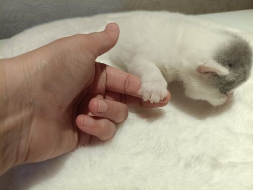 Gato BKH, Cattery, Zucht, NRW, Kreis Kleve, Goch, From Dream of Colour